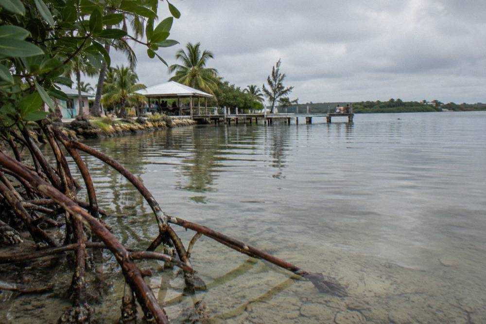 Shallow calm lagoon water reflecting a darkening sky near mangrove roots