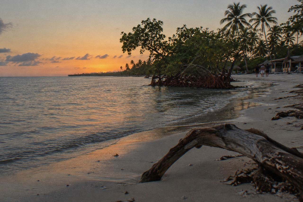 A calm lagoon shoreline at dusk with dark water and mangroves along the horizon