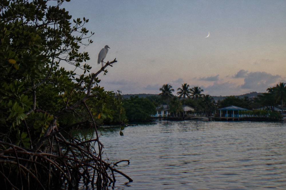 A crescent moon low over calm tropical water with mangrove silhouettes