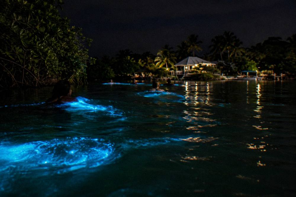 Swimmers in calm dark water at night surrounded by blue green glow trails