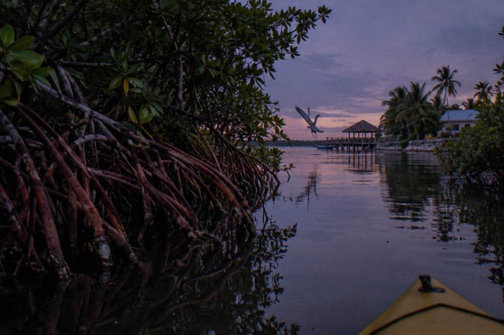 A mangrove-lined waterway reflecting a dim twilight sky in still conditions