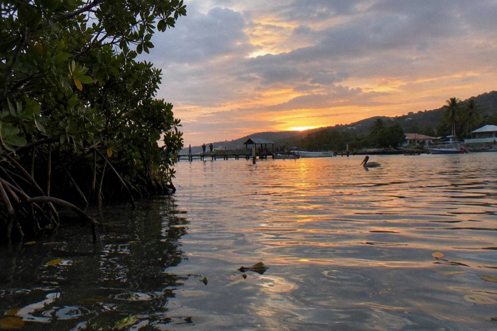 Sunset colors over a calm lagoon with silhouetted mangrove trees at the shoreline