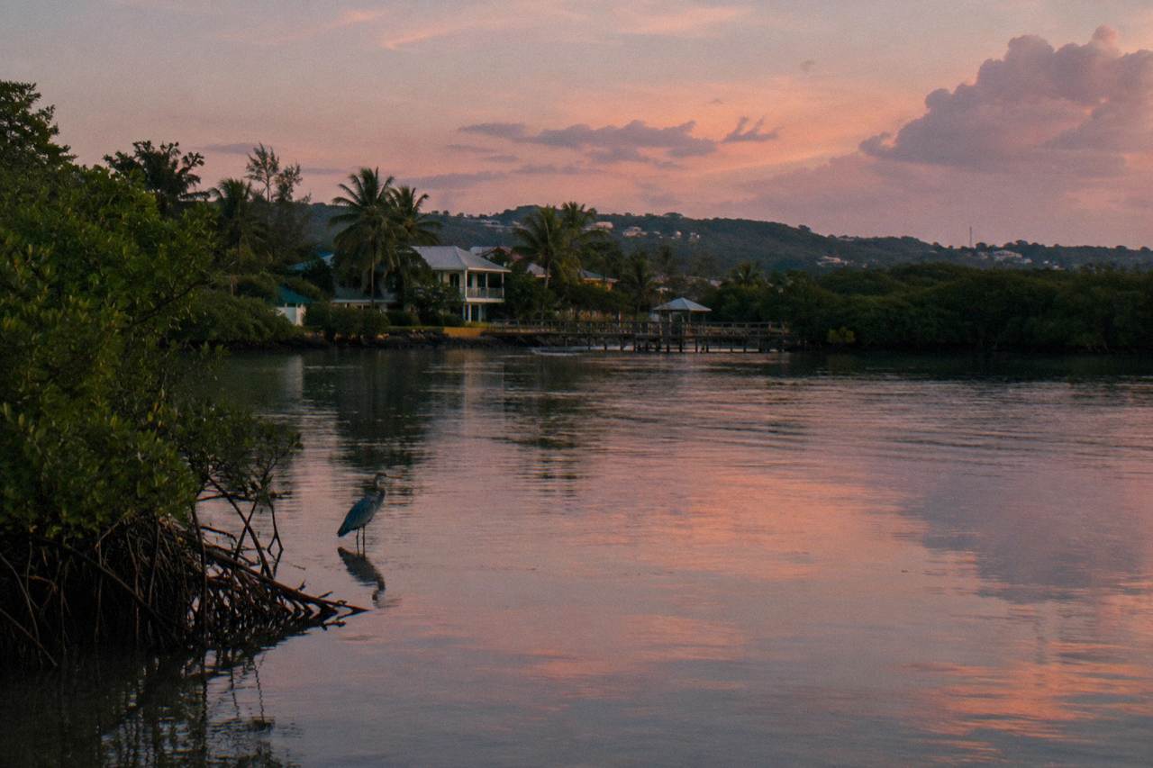 Calm brackish lagoon water at dusk with mangroves along the shoreline